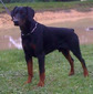 Hundesport Diablo